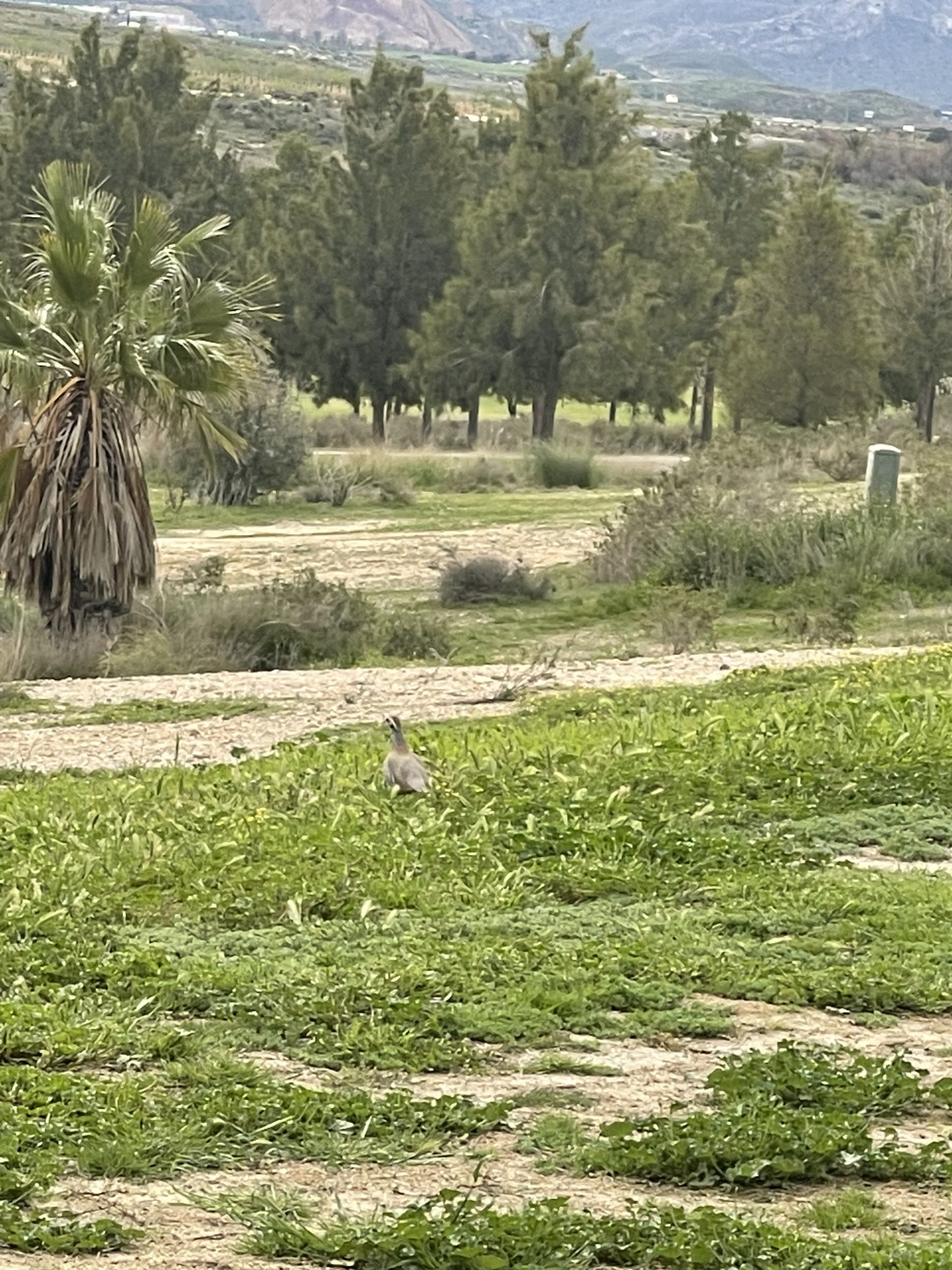 Camposol Golf